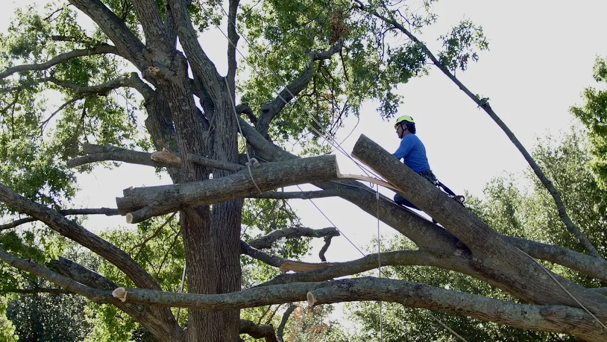 Professional Crown Thinning performed by certified arborists in Roxbury Crossing