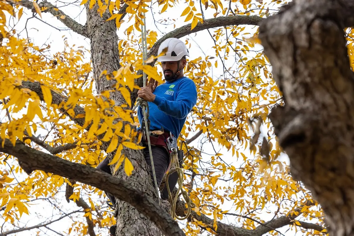 Skilled Tree Planing crew working in Roxbury Crossing